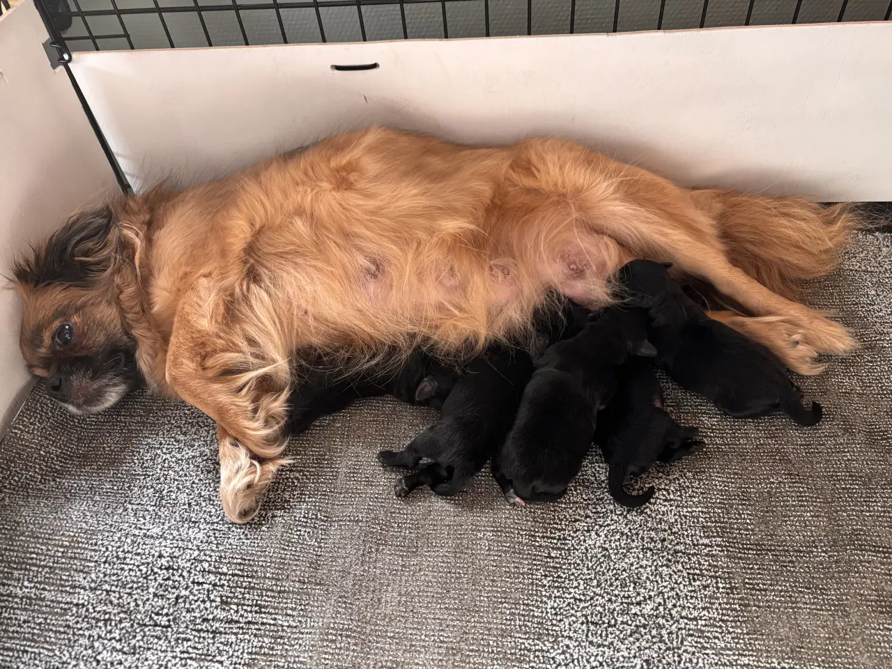 Billede 1 - Skønne Tibbepoo