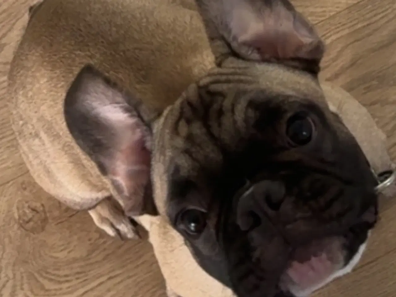 Billede 3 - Fransk bulldog, han hund.