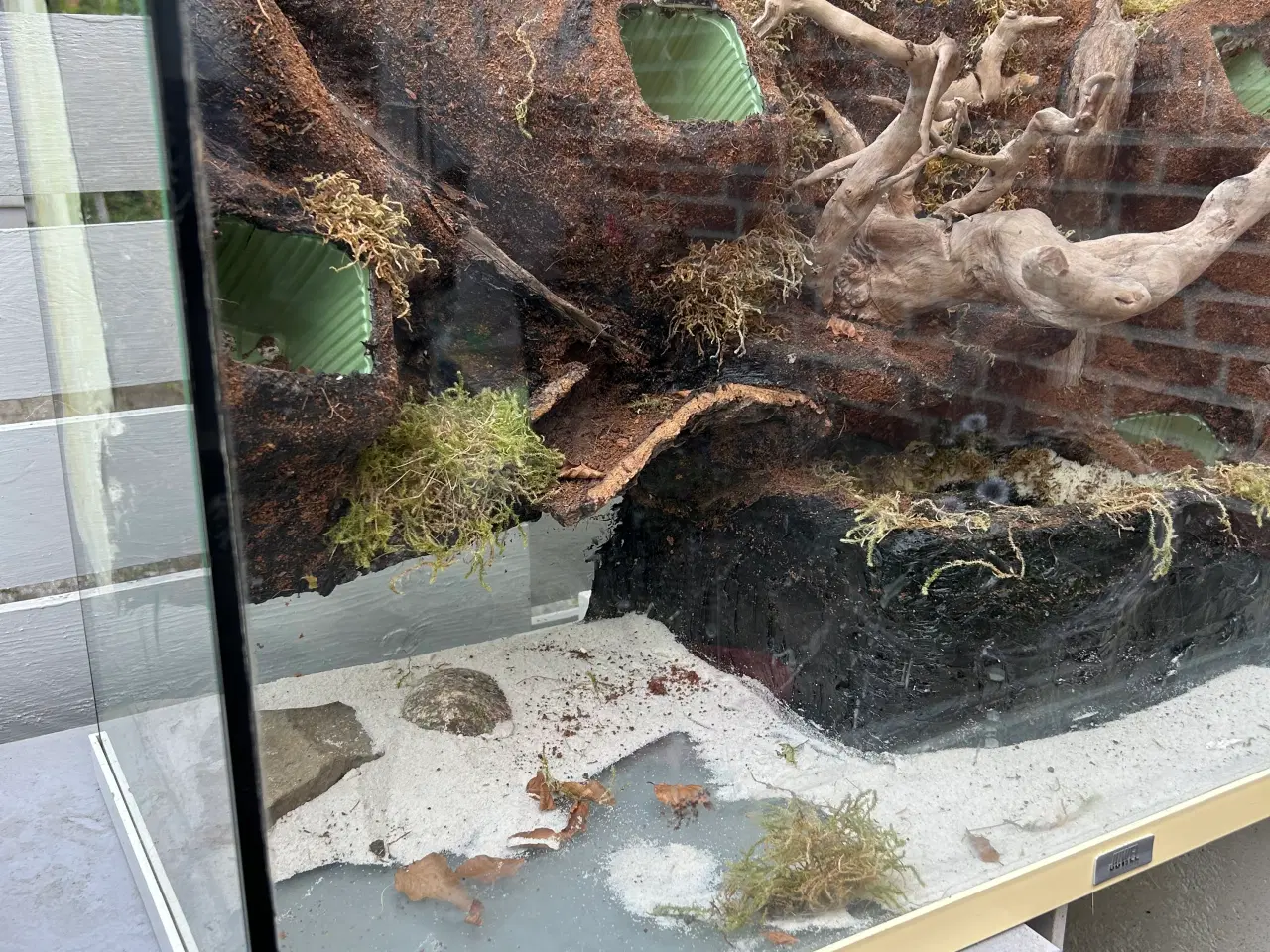 Billede 3 - Paludarium sælges