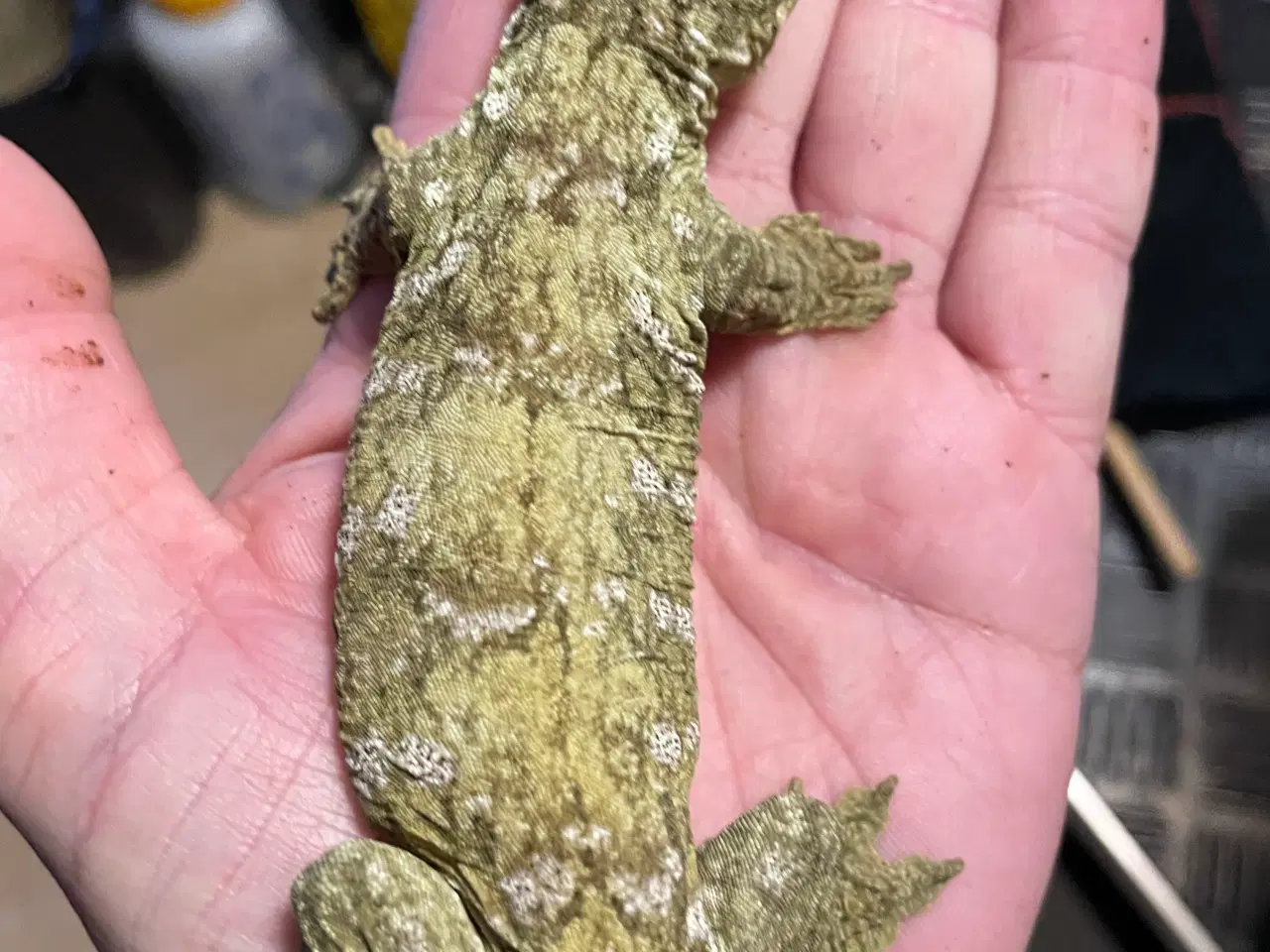 Billede 2 - Gekko’er fra Ny kaledonien