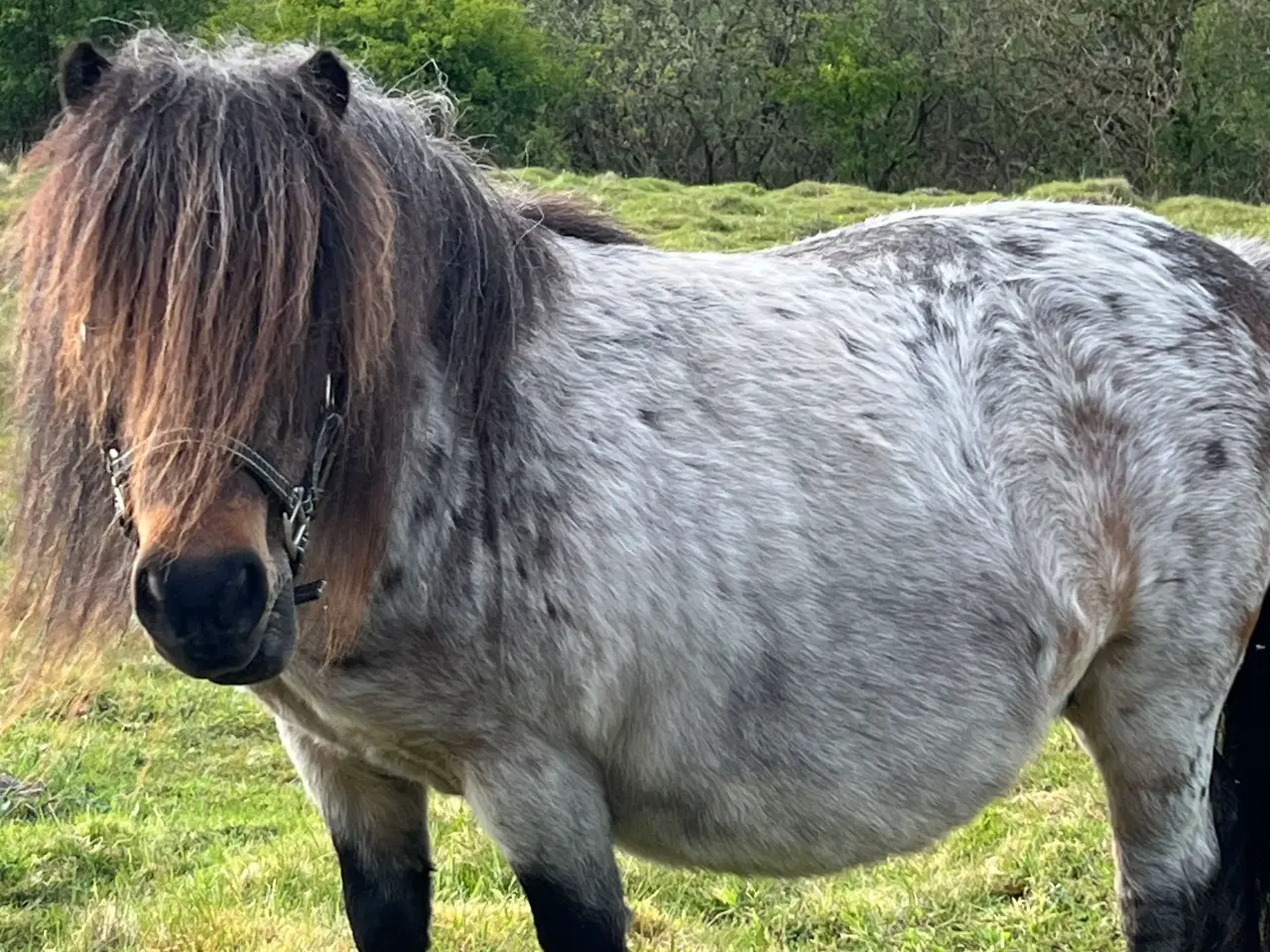 Billede 13 - Sød Mini hoppe 