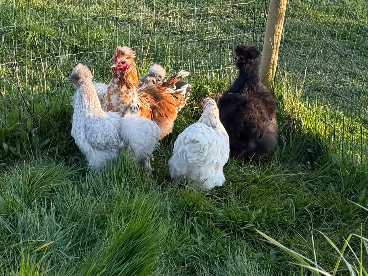 Billede 2 - Silker en kochin og blandings hane