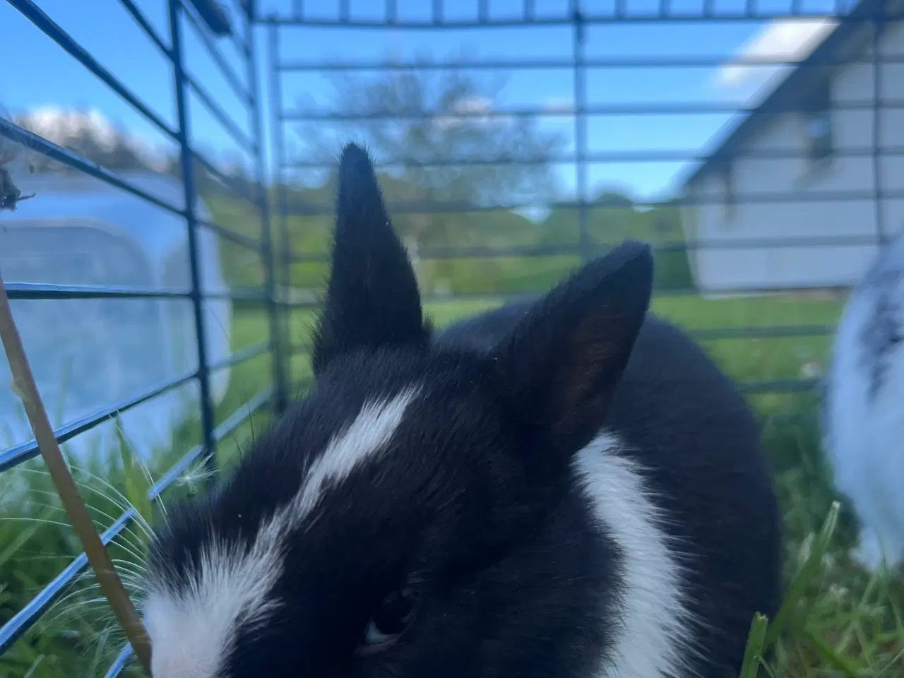 Billede 2 - Hermelin unger♥️