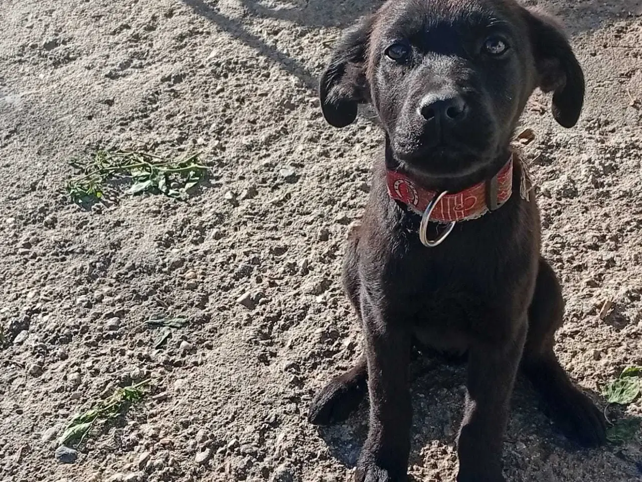 Billede 2 - Labrador Retriever.