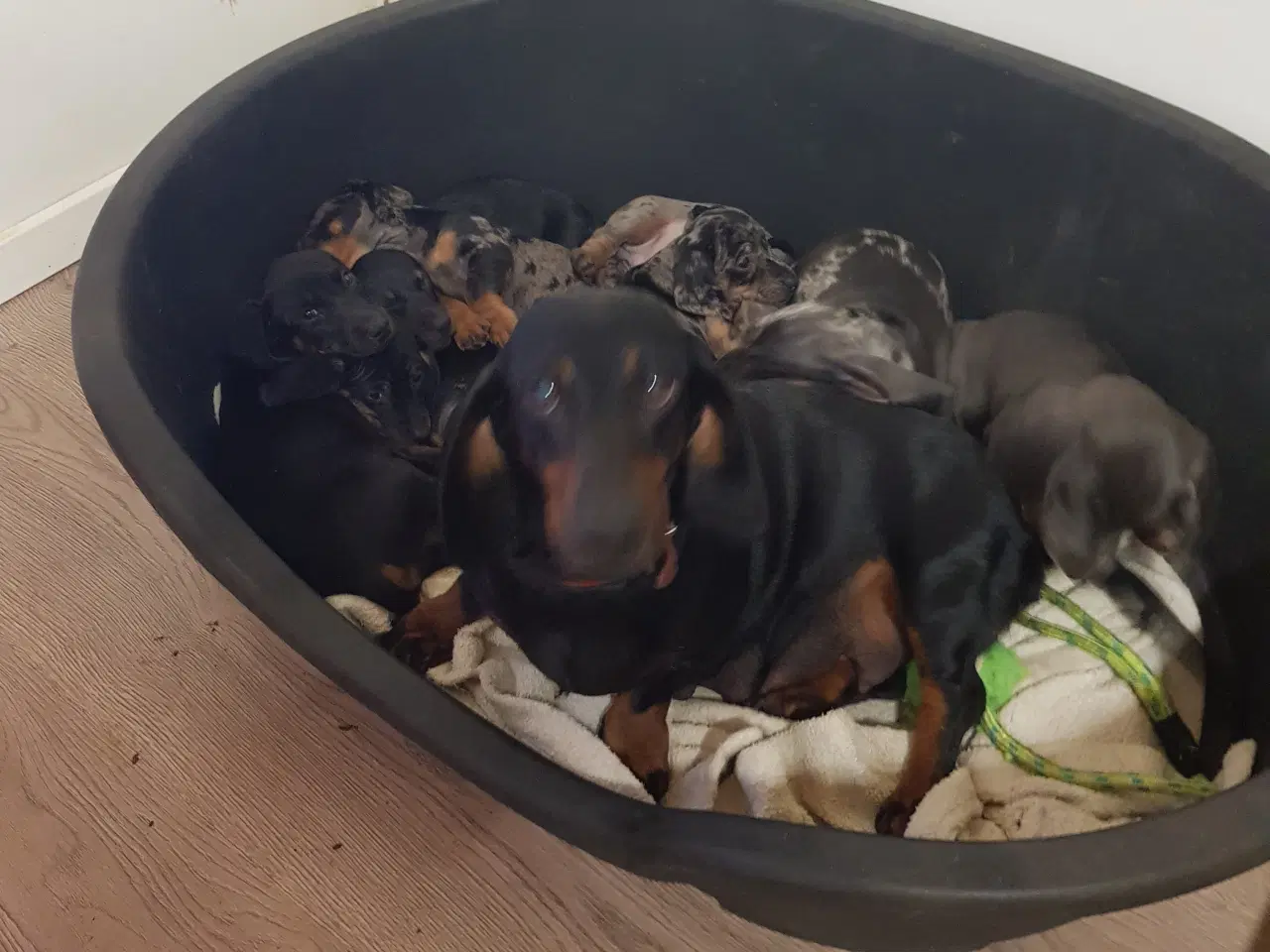 Billede 6 - gravhund