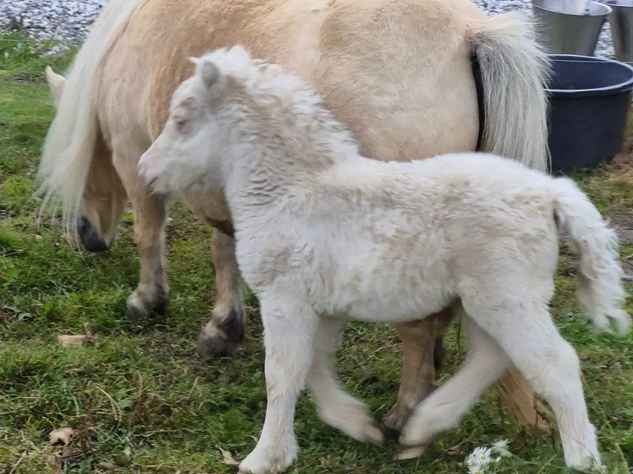 Billede 3 - Palomino hoppe