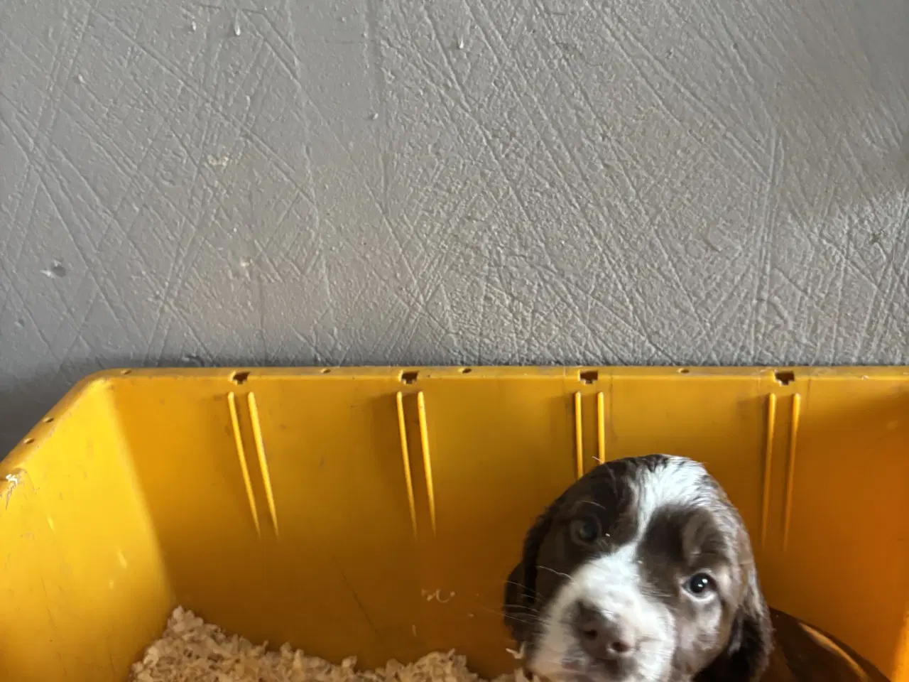 Billede 1 - Engelsk Springer Spaniel