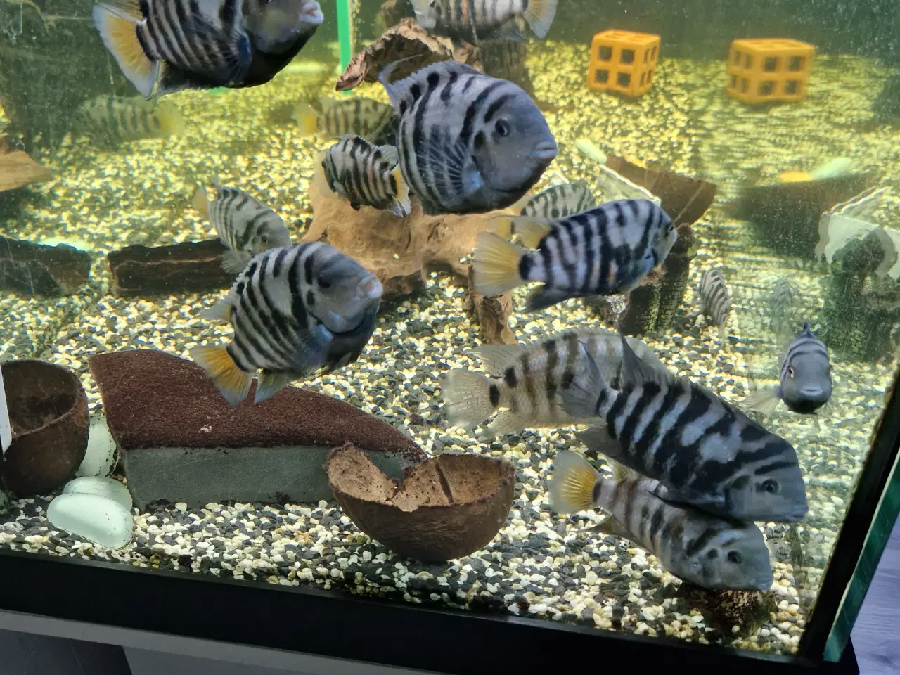 Billede 3 - Zebra cichlider “Amatitlania nigrofasciata”