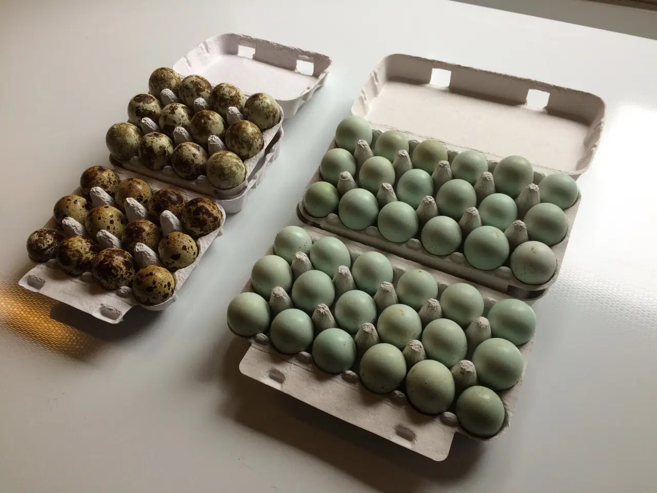 Billede 1 - Vagtel rugeæg fra japanske og franske vagtler