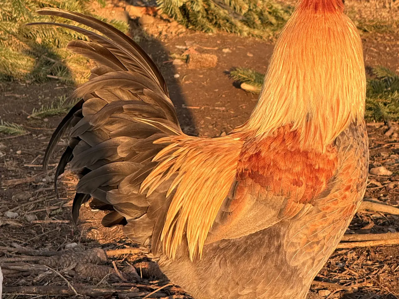 Billede 2 - Halvt år gammel hane