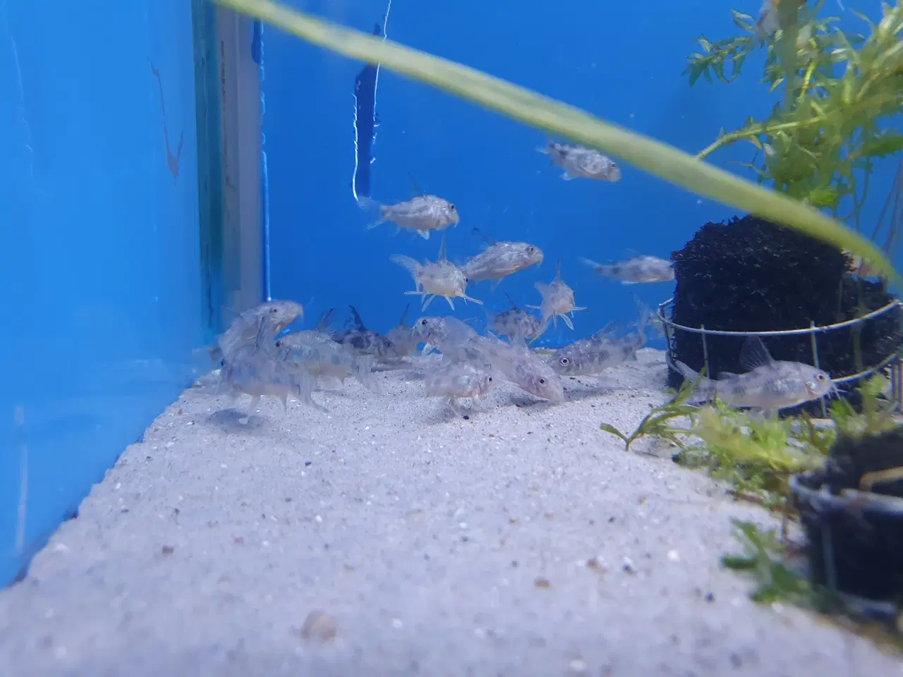 Billede 8 - Plettet pansermaller (Corydoras paleatus)