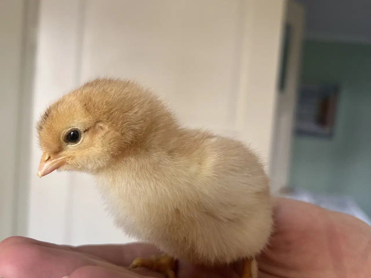 Billede 6 - Søde små kyllinger 