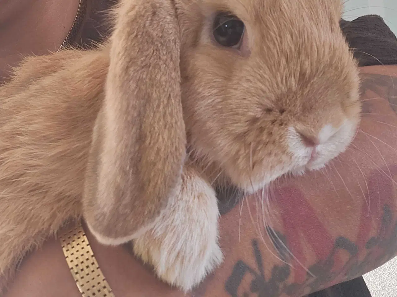 Billede 1 - Kanin mini-lop