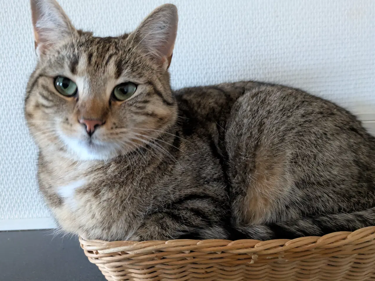 Billede 1 - Verdens bedste kat