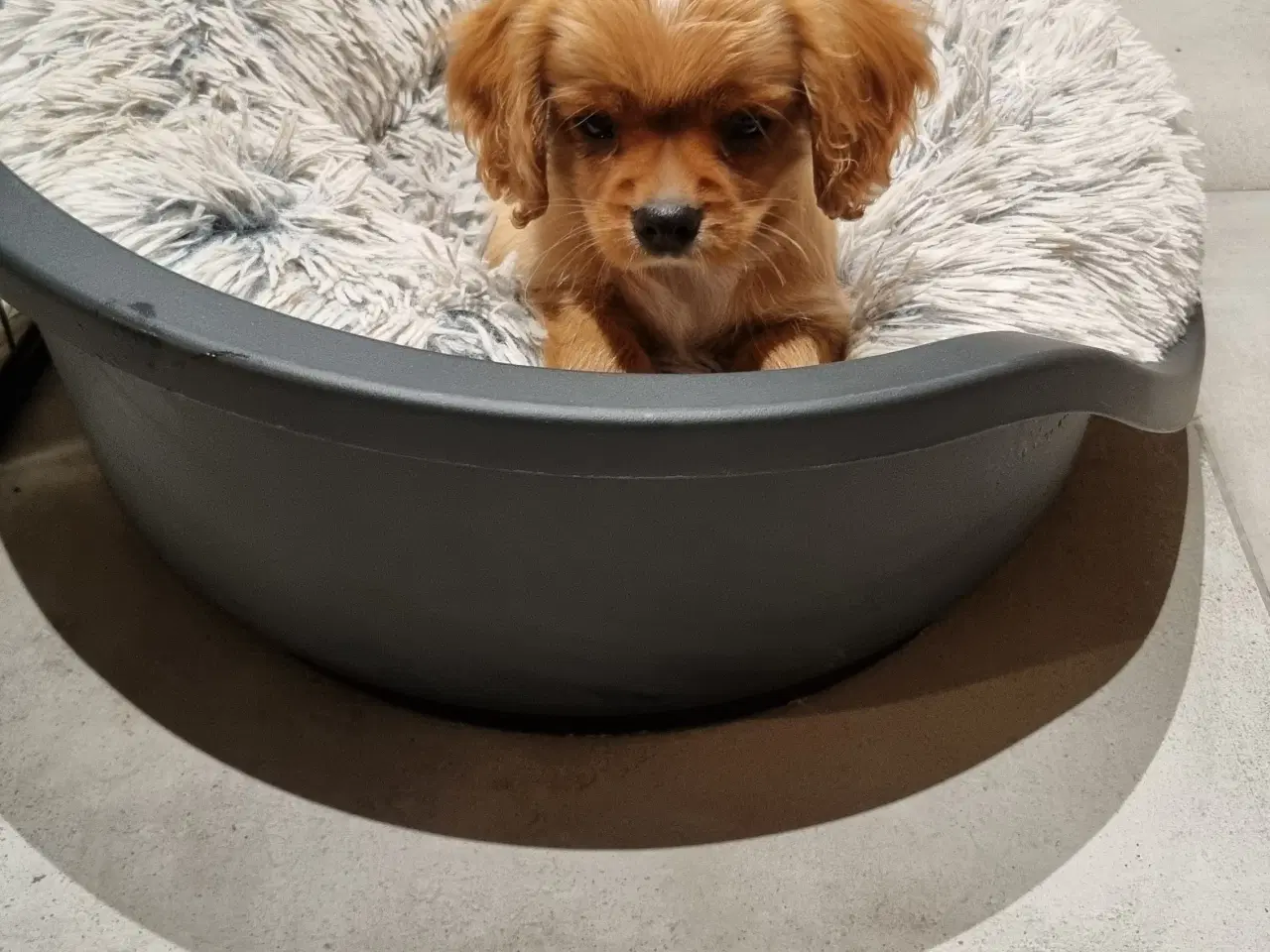 Billede 6 - Cavalier king charles spaniel 