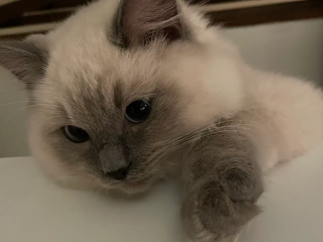 Billede 5 - Søde Niels 🌸 Ragdoll