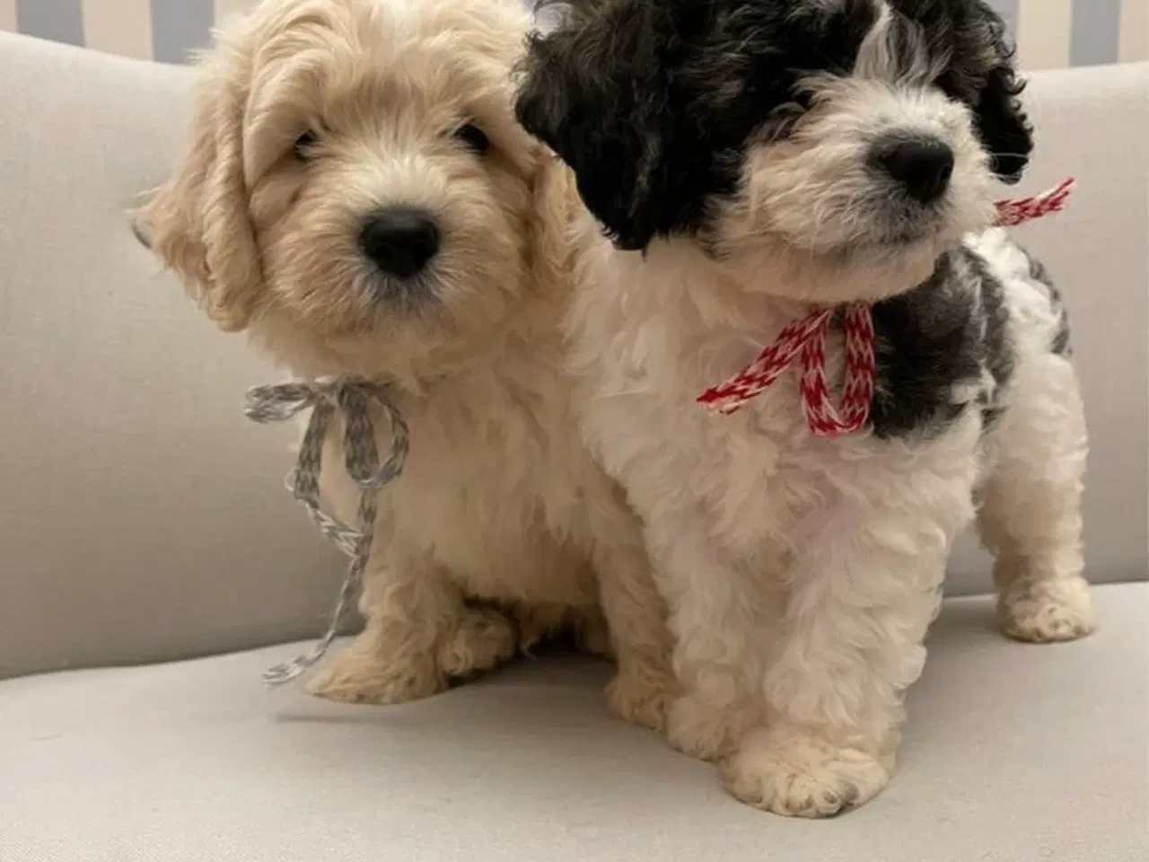 Billede 4 - De skønneste Mini Goldendoodle hvalpe 