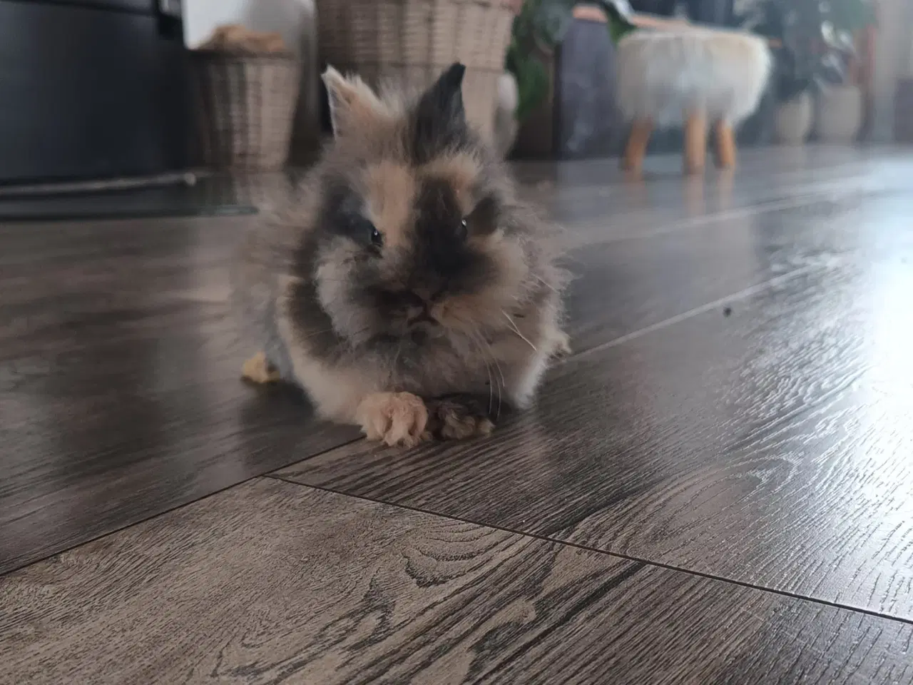 Billede 2 - Sød ung Teddy dværgkanin til salg 🐰 