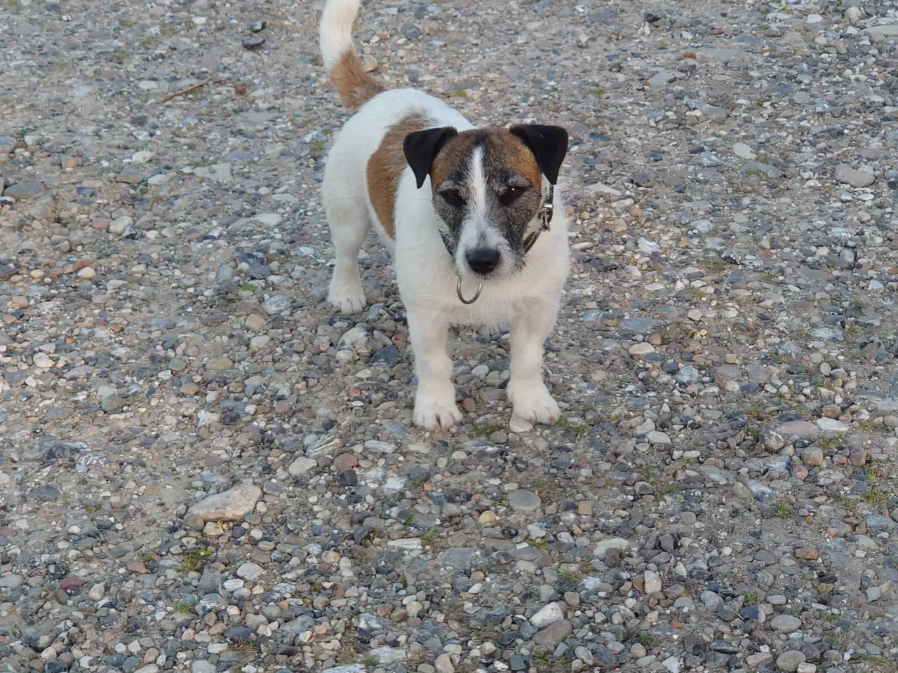 Billede 8 - Jack Russel hvalp (lav benet type).