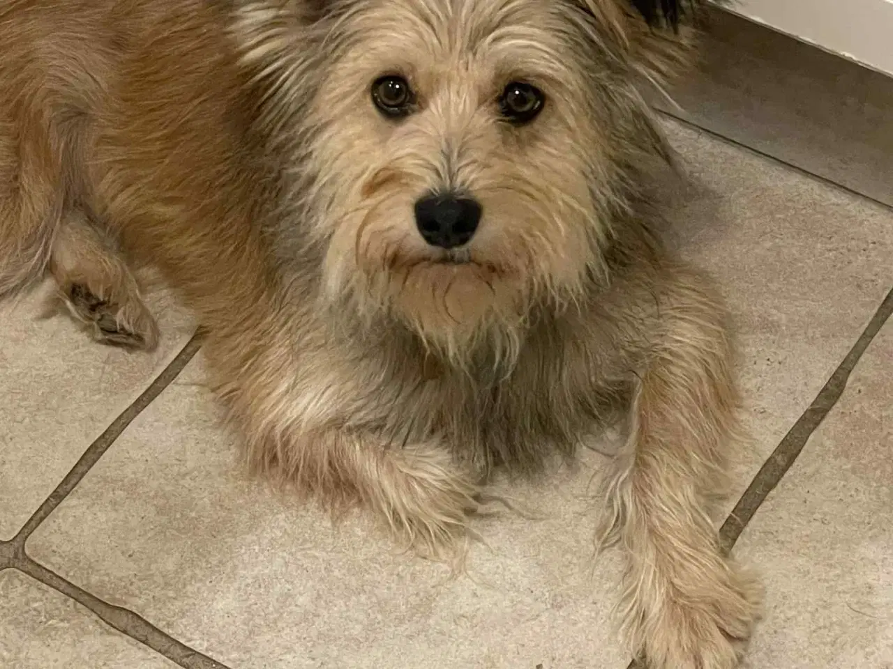 Billede 5 - Smukkeste Suzy søger familie 🩷