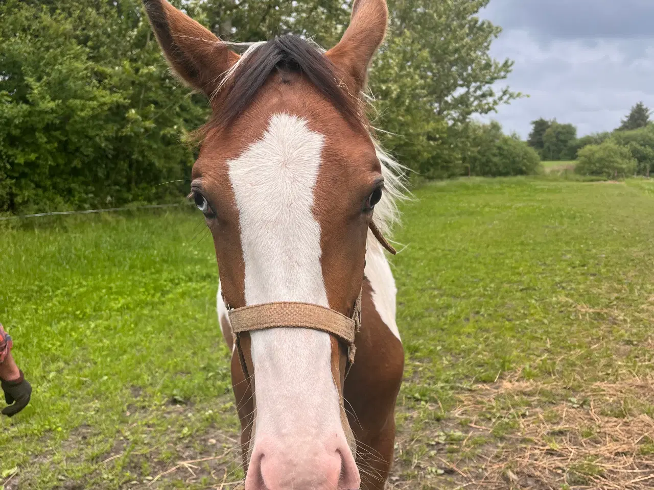 Billede 3 - Western, hingst, Pinewood Maxin 