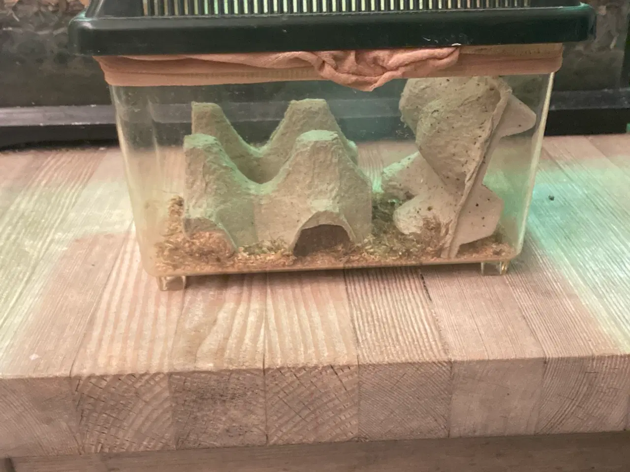 Billede 8 - Grøn Anolepar med udstyr