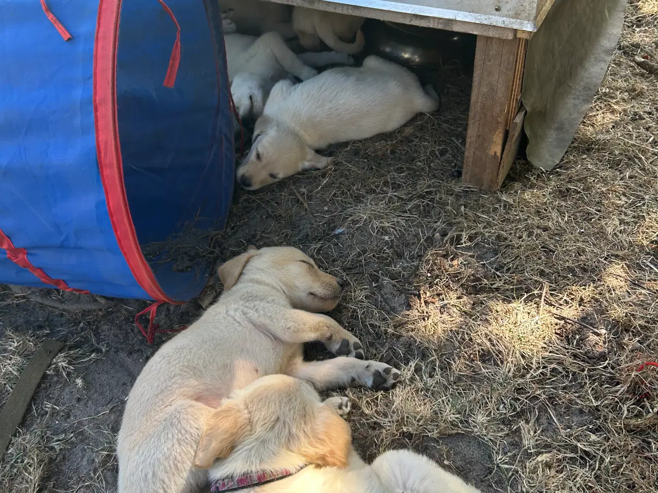 Billede 5 - Golden Retriever/Labrador hvalpe til salg