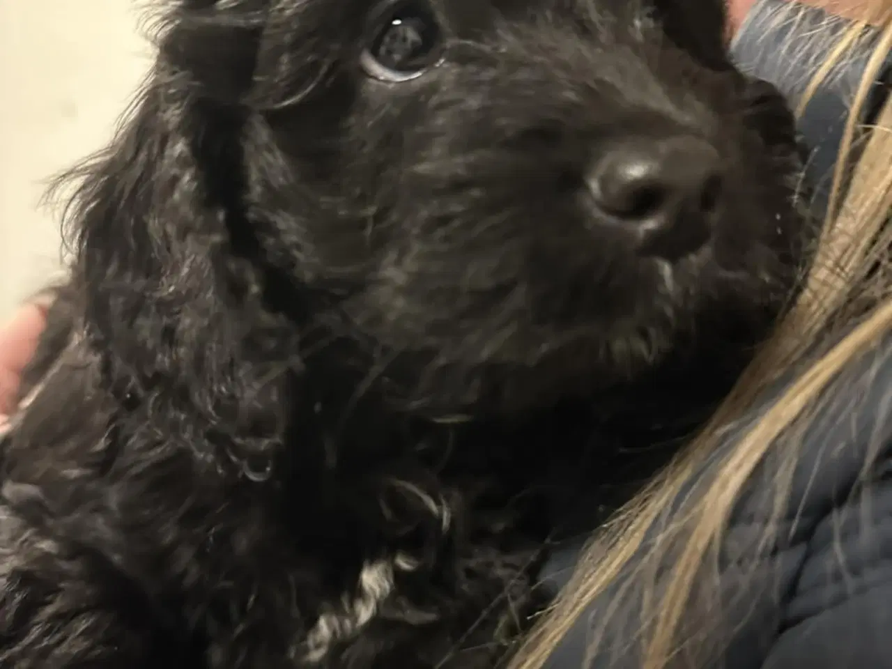 Billede 5 - Cockapoo hvalpe.