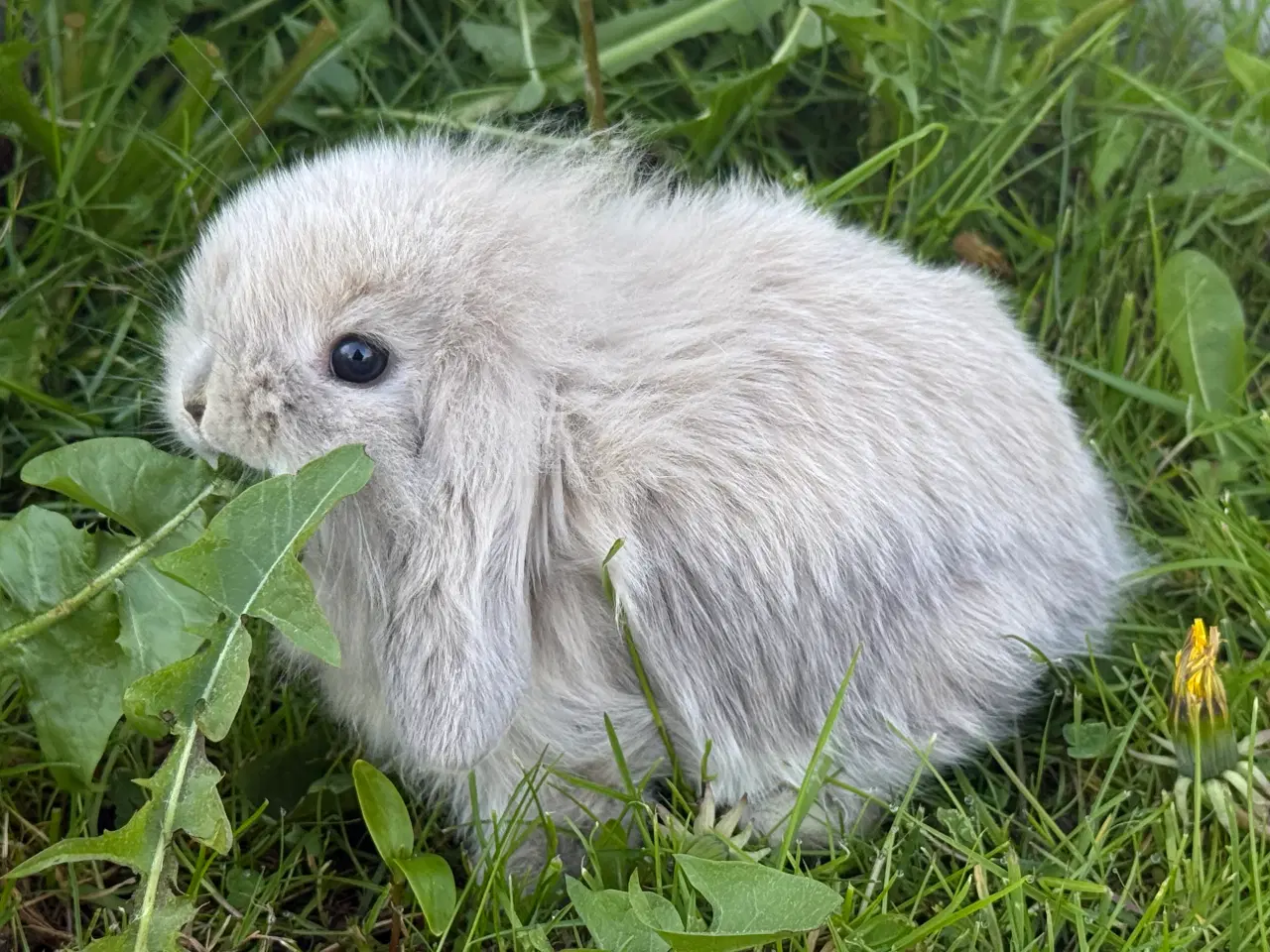 Billede 6 - Mini lion lop