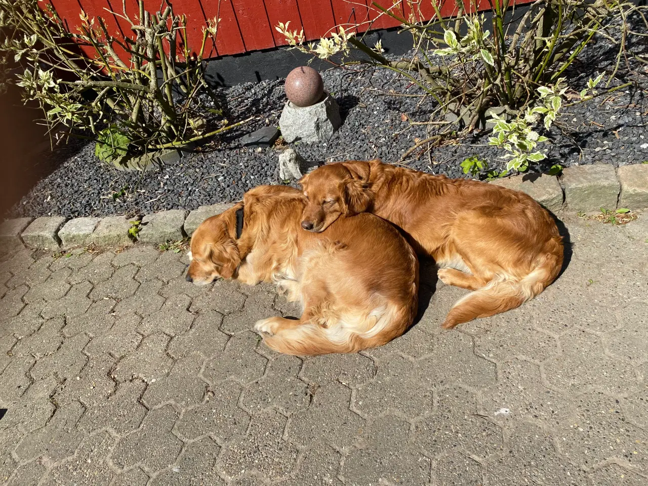 Billede 5 - Golden Retriever hvalpe