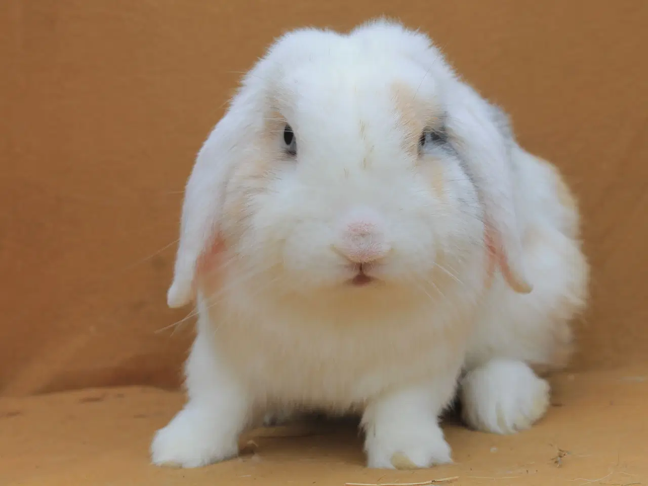 Billede 10 - Champagne søger ny familie