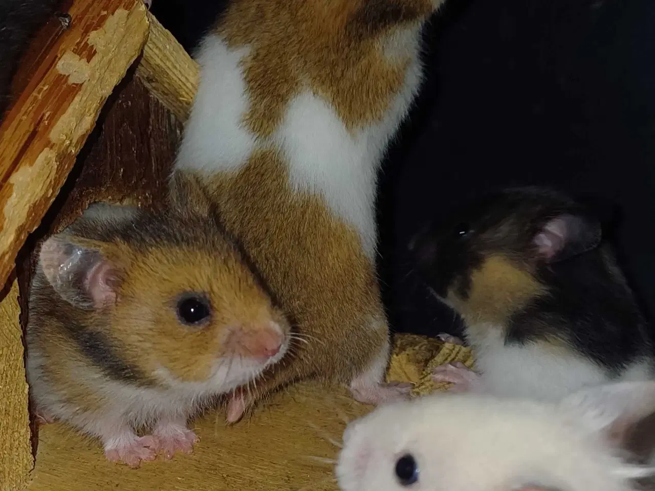 Billede 1 - Guldhamster unger