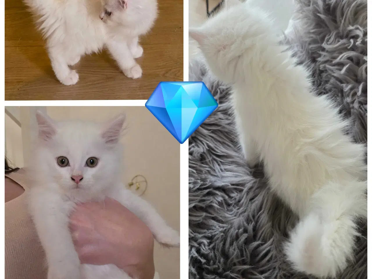 Billede 6 - Killinger mainecoon blandinger