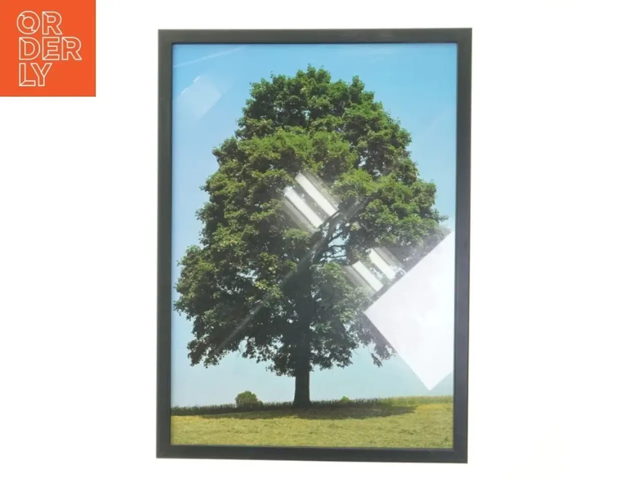 Billede 1 - Plakat med træmotiv fra Posterland (str. 30x42 cm)