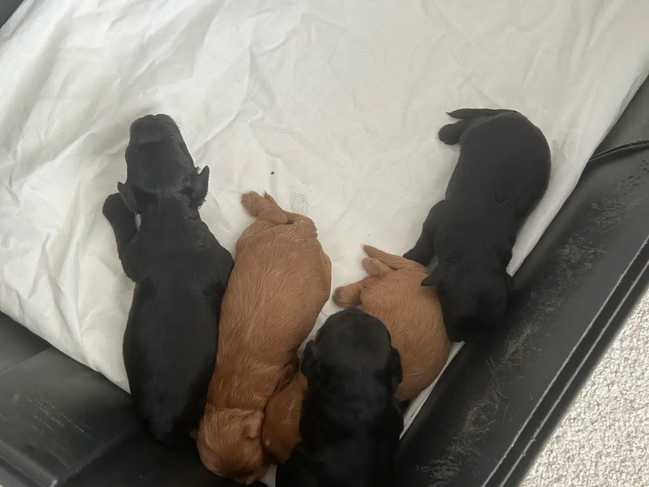Billede 2 - F1 cavapoo hvalpe 