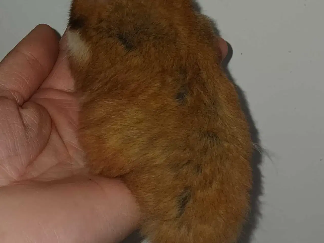 Billede 2 - Guldhamster unger