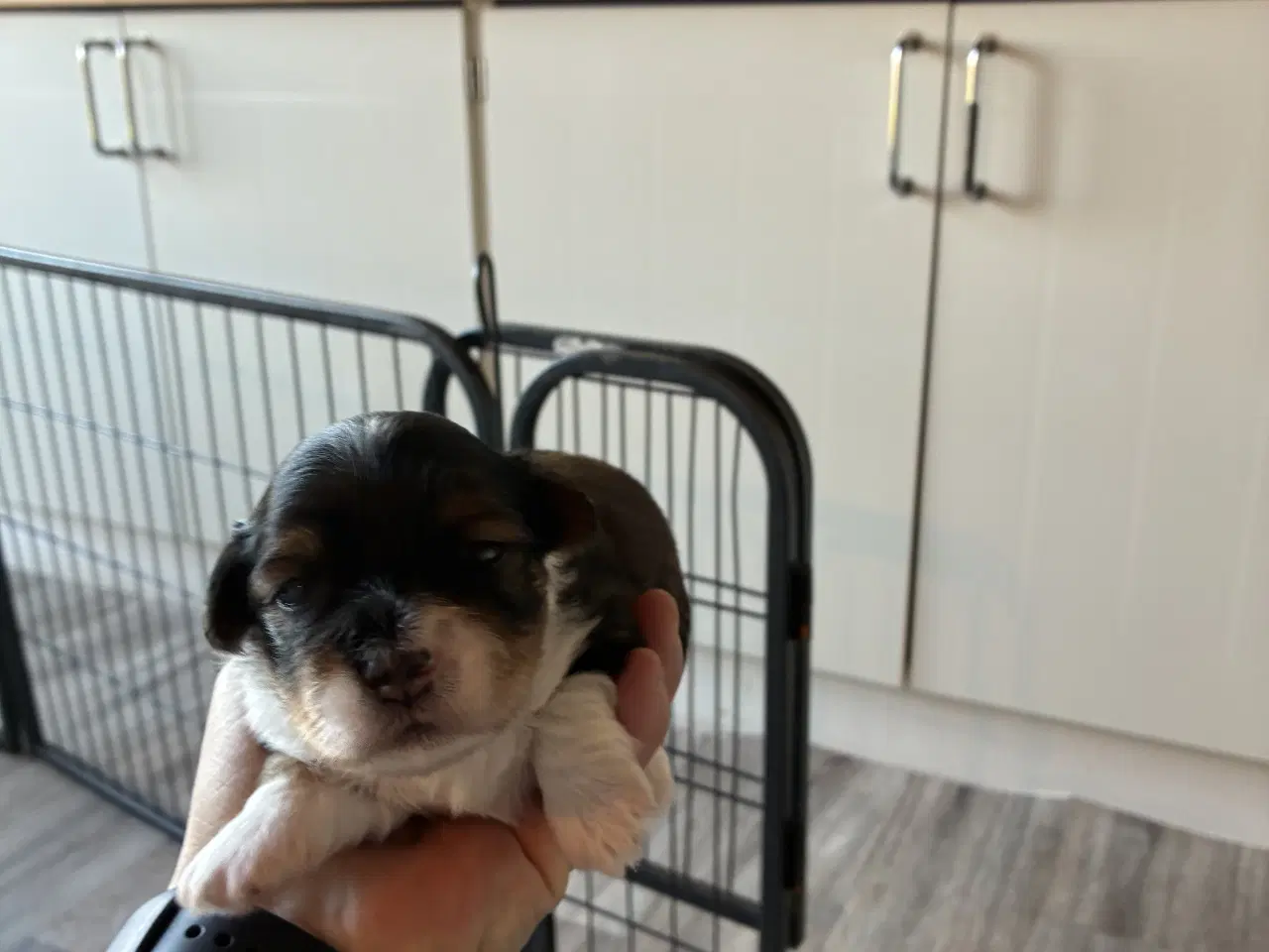 Billede 4 - Søde små Havaton hvalpe