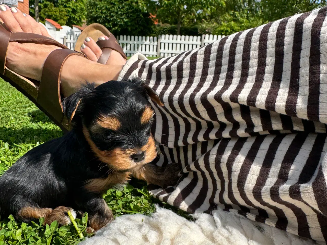 Billede 3 - Yorkshire Terrier Hvalpe
