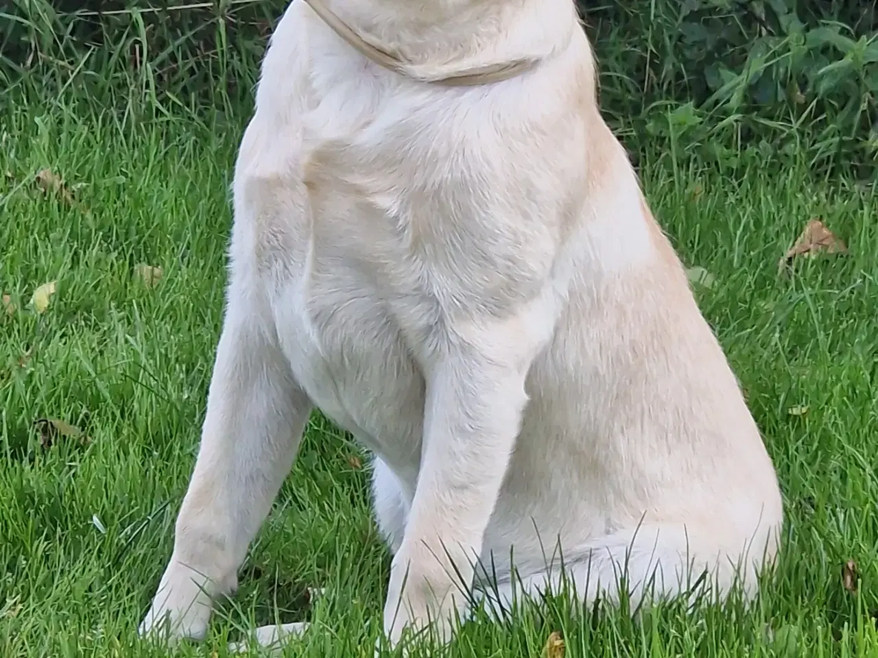 Billede 1 - Labrador unghund 