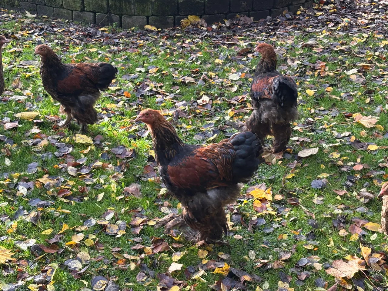 Billede 2 - Guld sort båndet brahma