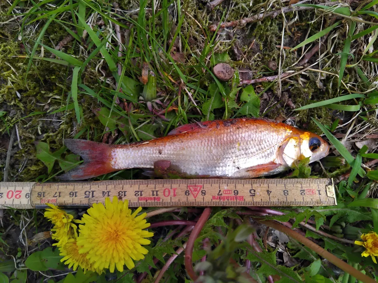 Billede 1 - Myggesnapper, guldfisk