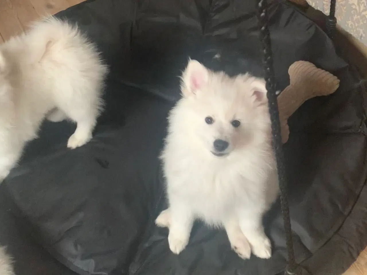 Billede 6 - Bedårende Mittelspitz hvalpe