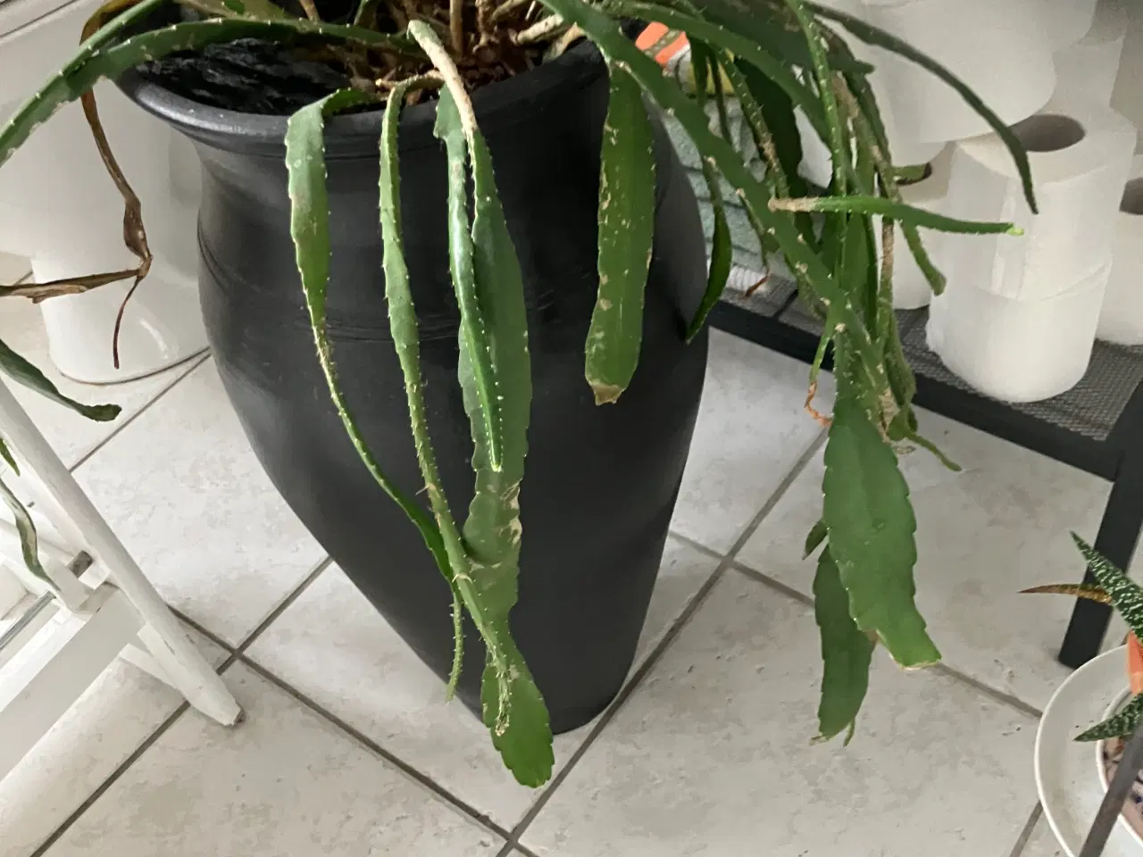 Billede 1 - høj flot sort krukke med sukkulent/plante