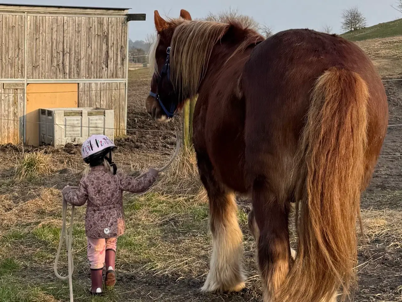 Billede 2 - Jydsk hest