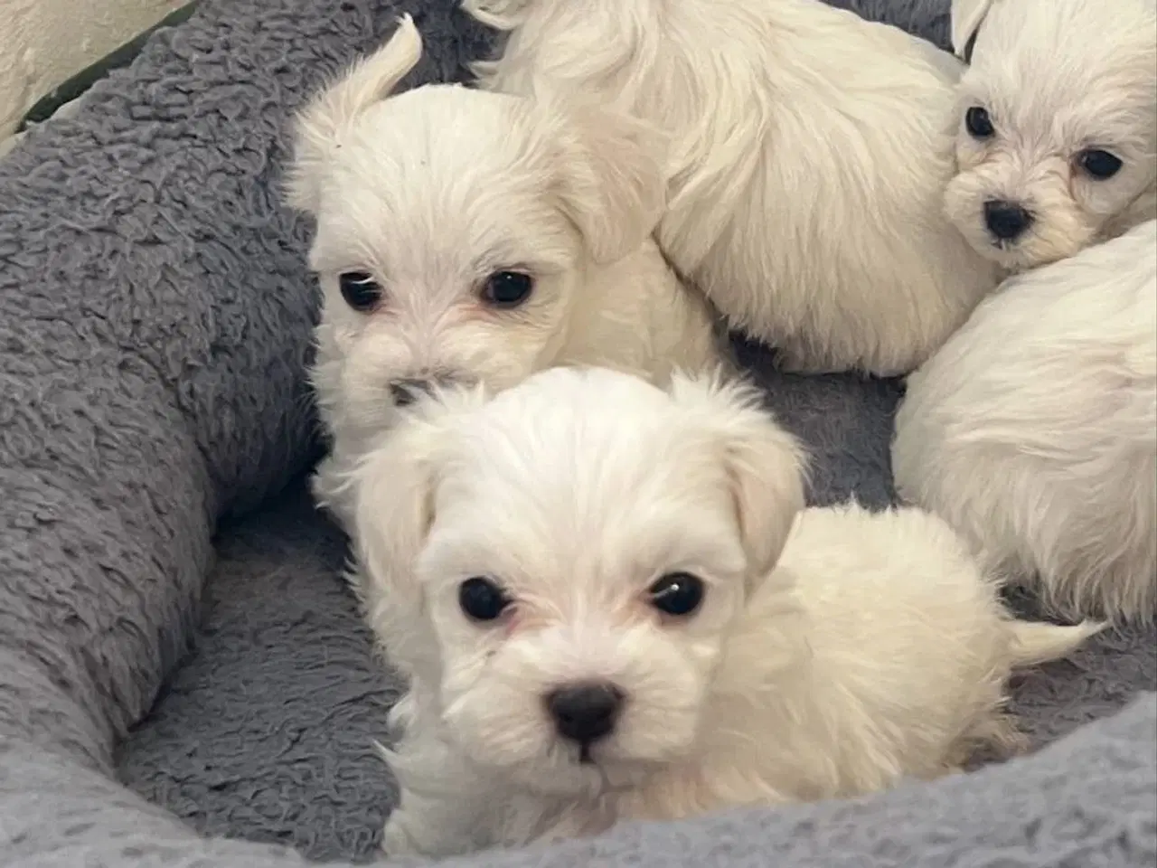 Billede 4 - malteser/Bichon Bolognese hvalpe