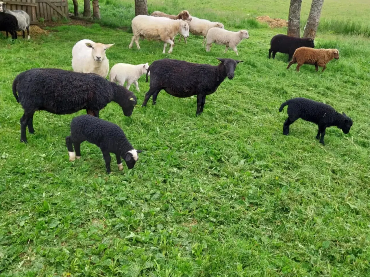 Billede 5 - Sort & hvidt får i 6818 til salg.