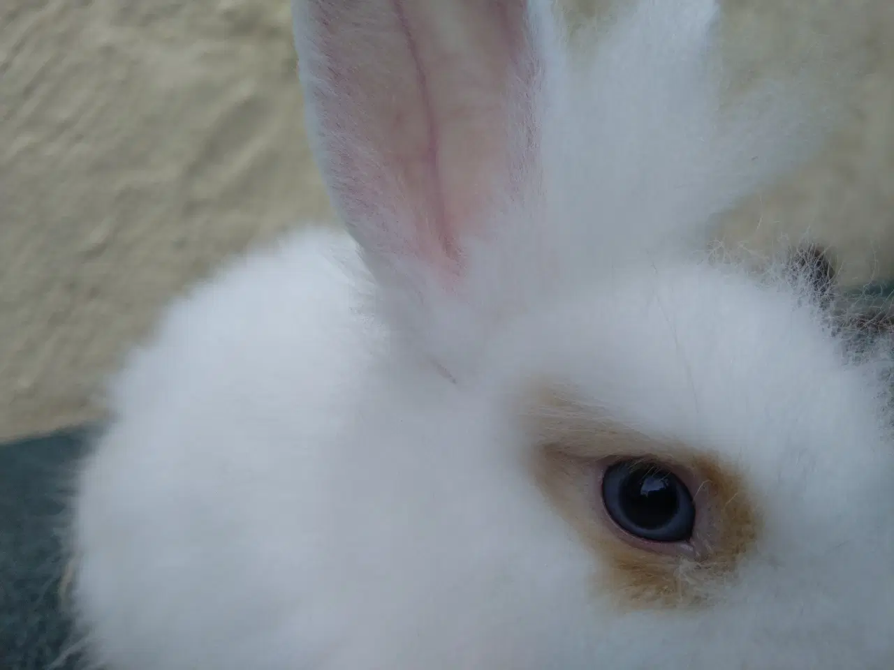 Billede 2 - Teddy Løvehoved unge, tamme 