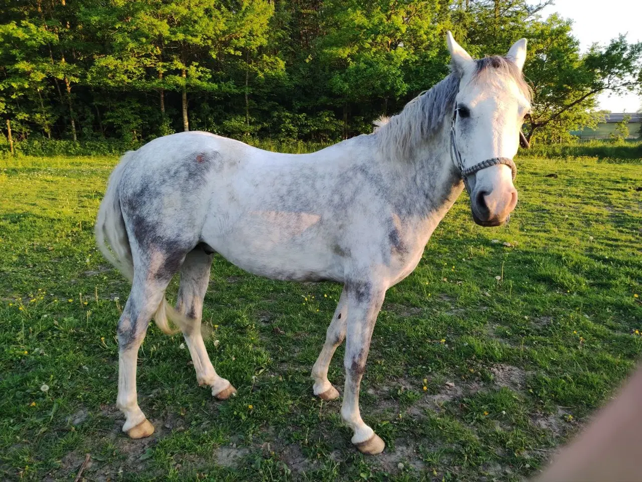 Billede 3 - Kat. 2. welsh pony sælges