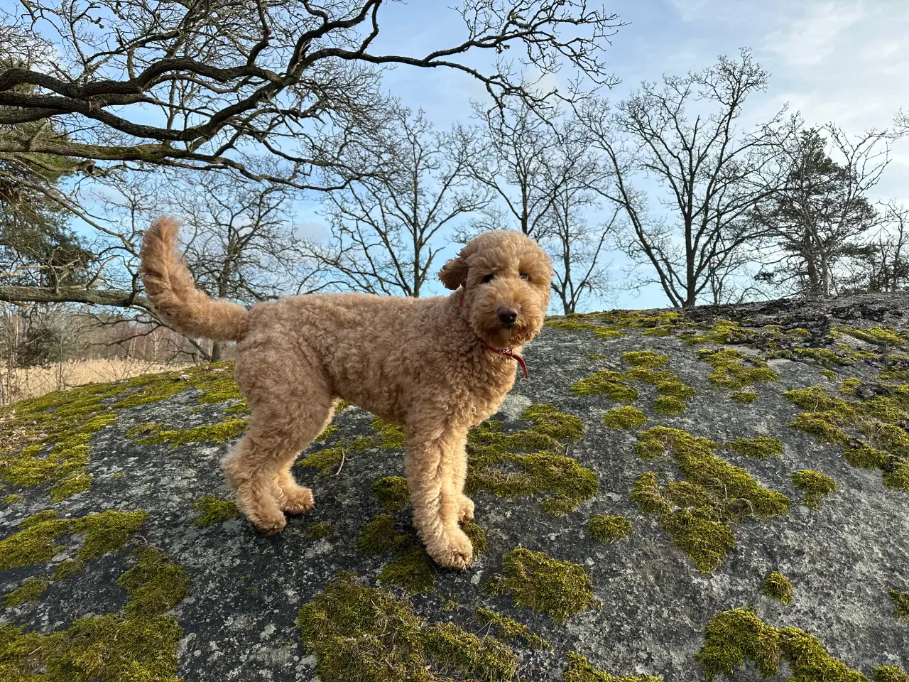 Billede 5 - Søde 🐶 hvalpe Golden og Labradoodle til salg