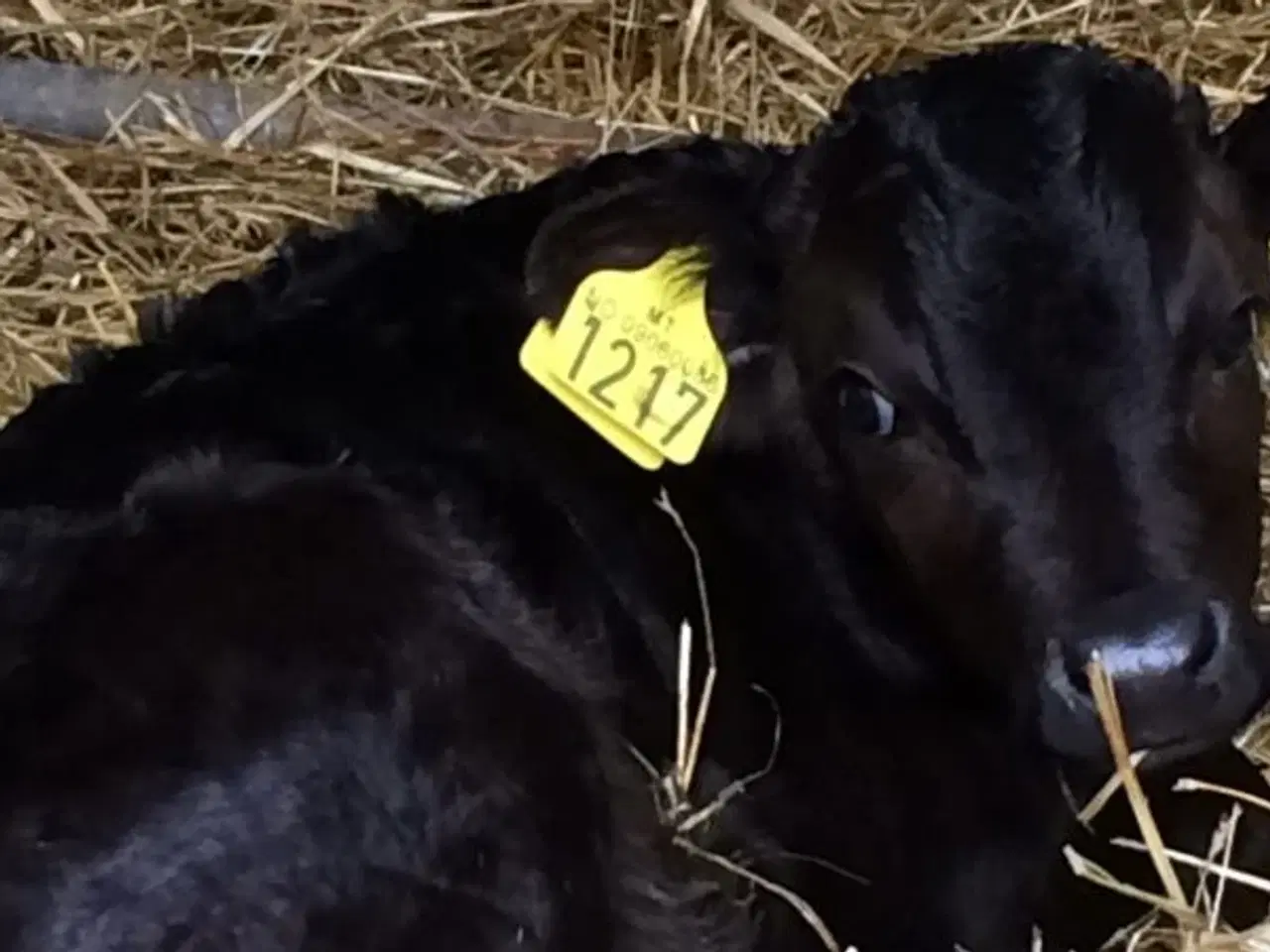 Billede 1 - Pollet Dexter tyrekalv KØBES